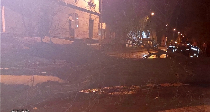 Ogromno stablo palo kod gradskog parka u Bijeljini