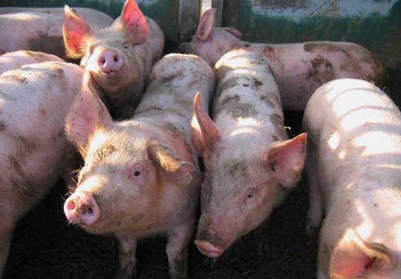 Prasetina duplo skuplja nego lani, KILOGRAM 10 KM