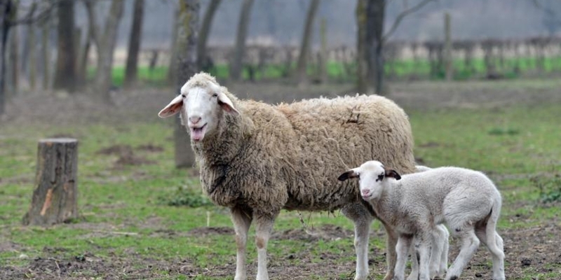 "Posudio" golfa od vlasnika da bi mu ukrao i prodao ovce