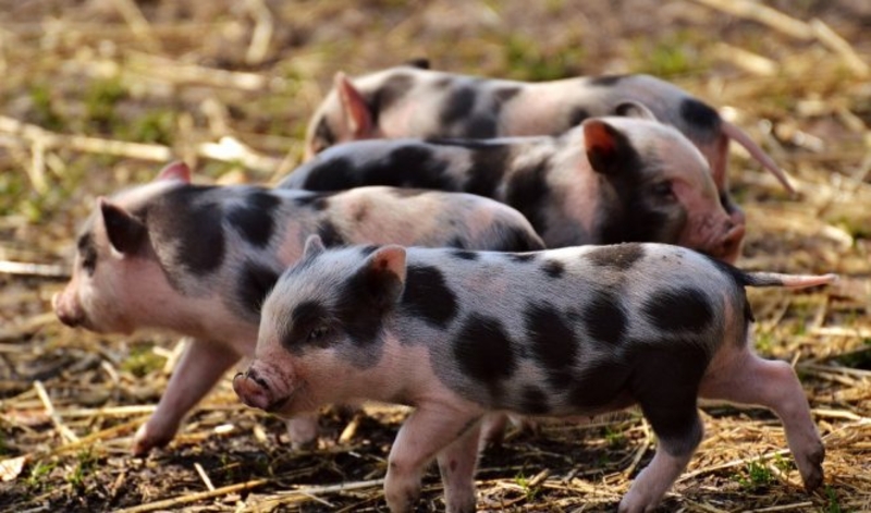 Nesvakidašnji događaj na farmi porodice Šukalo: Krmača oprasila 29 prasića