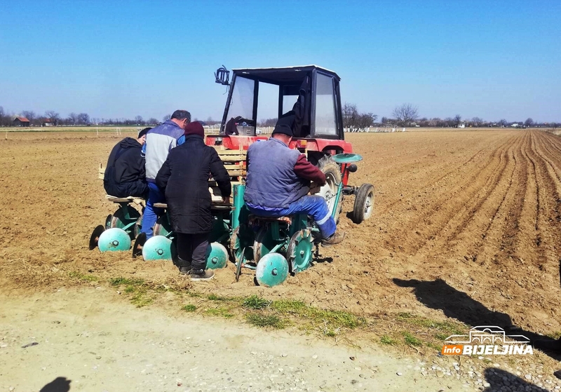 PROIZVODNJA INDUSTRIJSKOG KROMPIRA ISPLATIVA Ova povrtarska kultura sve zastupljenija i u Semberiji